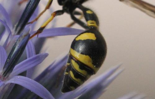 Eumenes sp.
